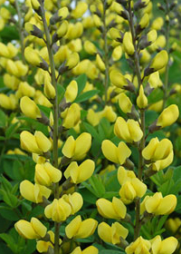 Baptisia 'Sunny Morning'